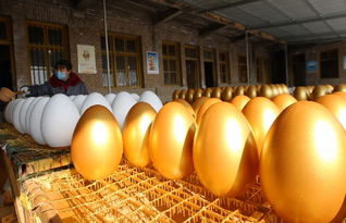 蒼溪興隆工藝品廠借力互聯(lián)網(wǎng)，年銷40萬(wàn)枚金蛋創(chuàng)奇跡